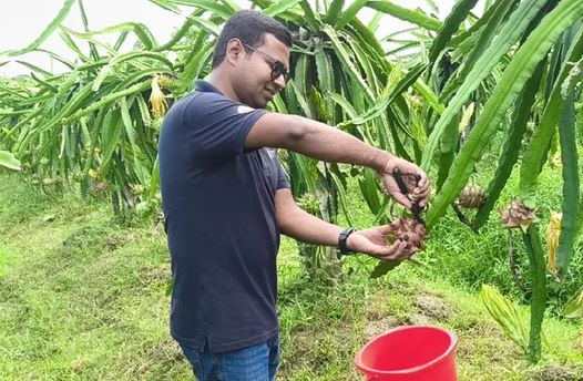 লক্ষ্মীপুরে ড্রাগন চাষে সফল তরুণ ইঞ্জিনিয়ার মাজহারুল নাঈম