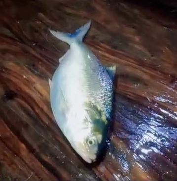 কমলনগরে আড়াই কেজির রাজা ইলিশ’ সাড়ে ১০ হাজার টাকায় বিক্রি